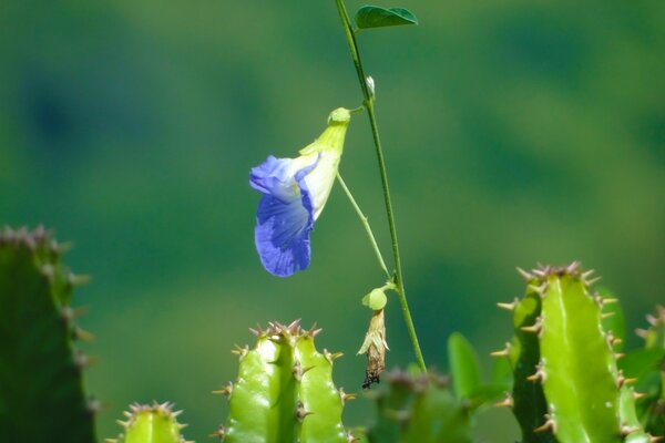 Linda flor azul y cactus