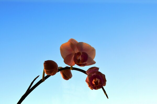 Orchidée orange sur fond de ciel bleu