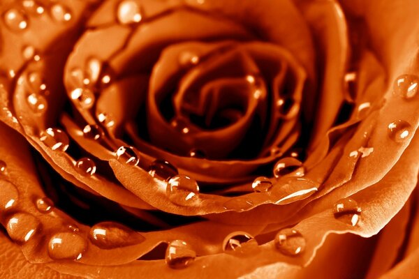 甜ramontica巧克力和鲜花