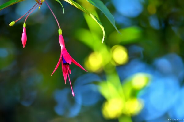 Flor florescendo em um fundo vago