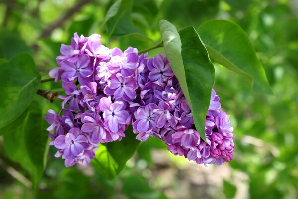 Frühling. Blühender Fliederzweig