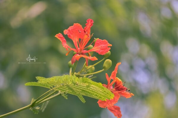 A flor na perna longa é bonita