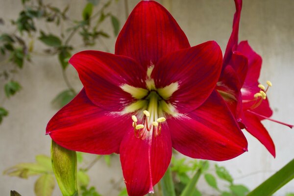 Enorme flor de Amaryllis roja