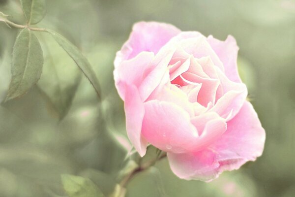 Beautiful Rose on the background