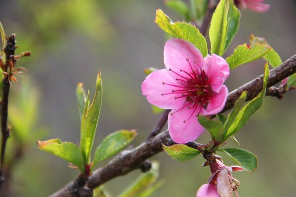 Flor en una rama de árbol en la naturaleza