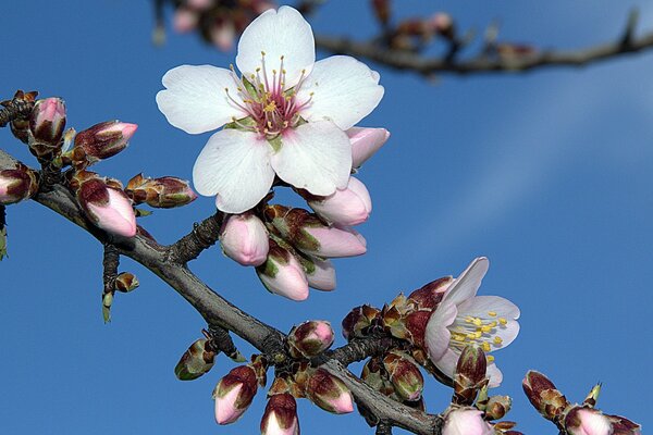 Zarte Blüten der Frühlingskirsche