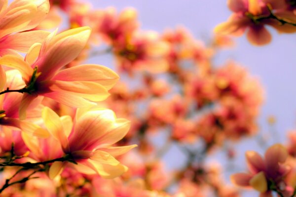 Viele Blumen an Bäumen in der Natur