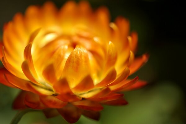 Flor natural en verano y hojas