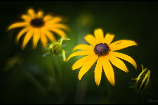 Garden yellow flowers on a thin stem