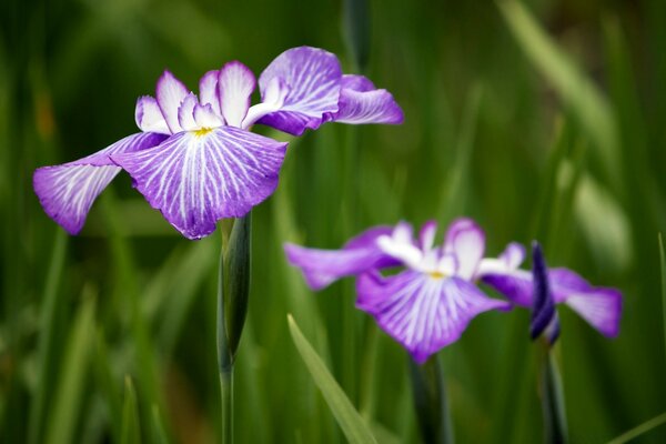 Purple cute irises in the garden