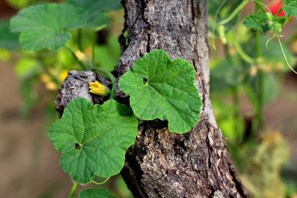 Hoja y flor de pepino en el árbol