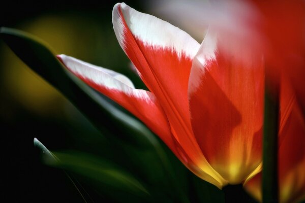 Red tulip with white border