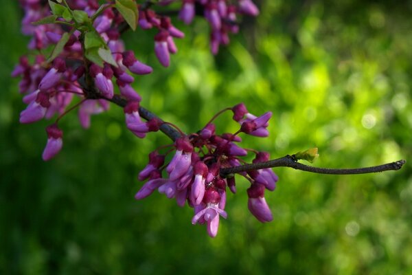 Branche de lilas sur fond d herbe