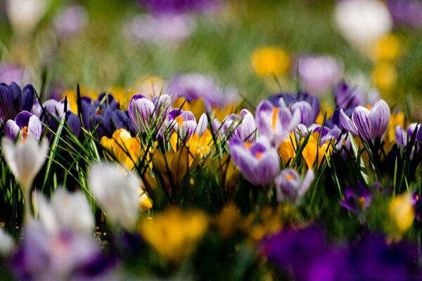 Multicolored crocuses in green foliage