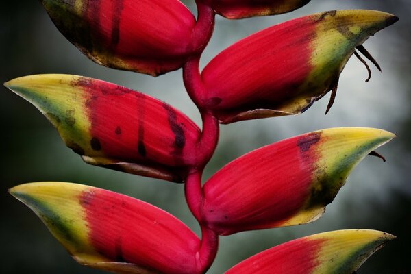 Tragische rote Blumen mit grüner Spitze