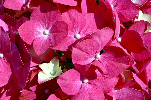 Lindas flores cor-de-rosa de hortênsia