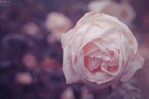 Blurred background. Pink Rose