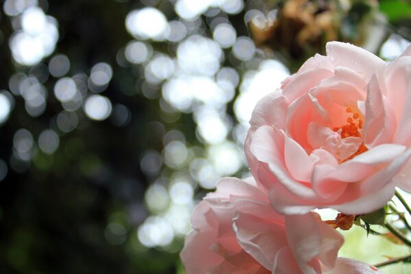 Rosa Rosen unter freiem Himmel