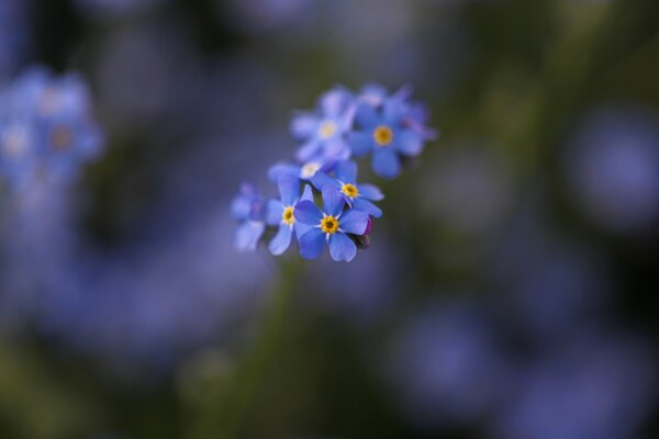 Prise de vue macro de petites fleurs bleues