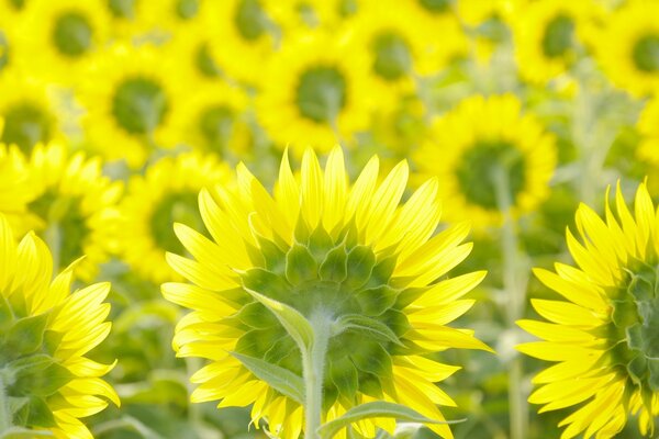 Makrofotografie. Sonnenblumen. Die Natur. Sommer