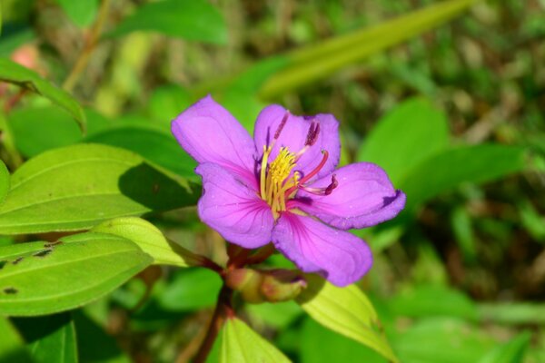 Photo of a purple flower in the grass