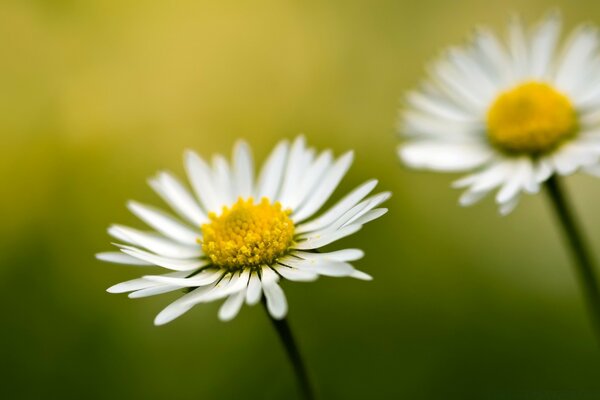 White daisies on a blurry background