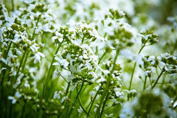 Delicadas flores blancas con vegetación jugosa