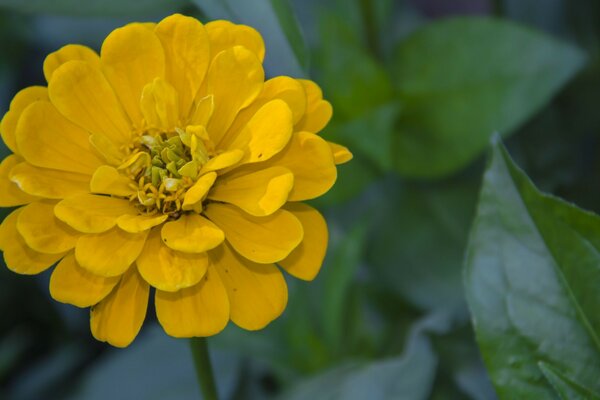 Yellow flower in the garden