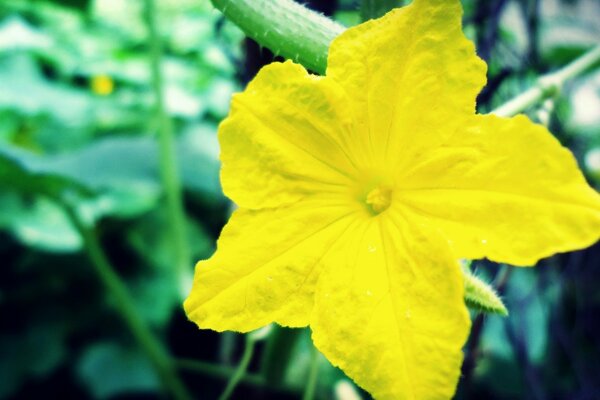 A yellow flower that looks like a star