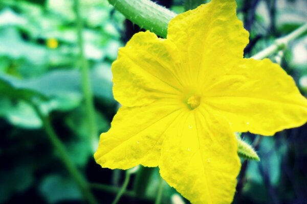 一朵看起来像星星的黄色花