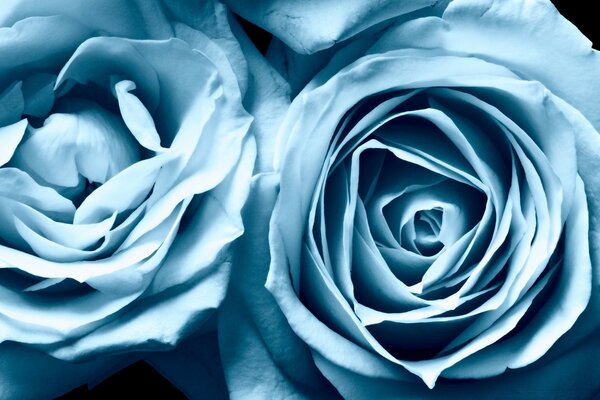 Deux belles roses bleues