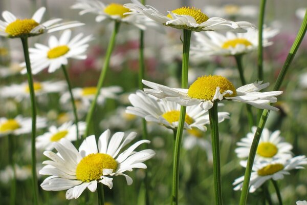 Weiße Gänseblümchen auf einer Sommerwiese