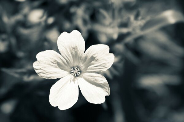 Fiore nel giardino in bianco e nero