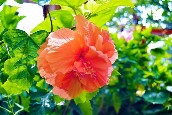 Pétalos ligeros de una flor roja en una rama