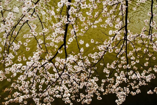 Japanische Sakura am Rande der Blüte