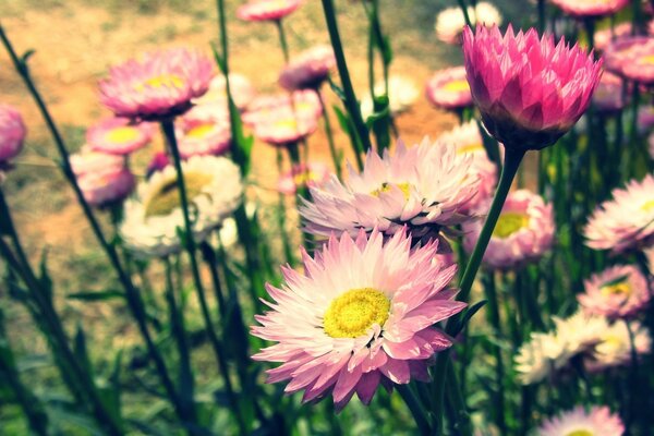 Jardin de devant avec des fleurs roses et blanches