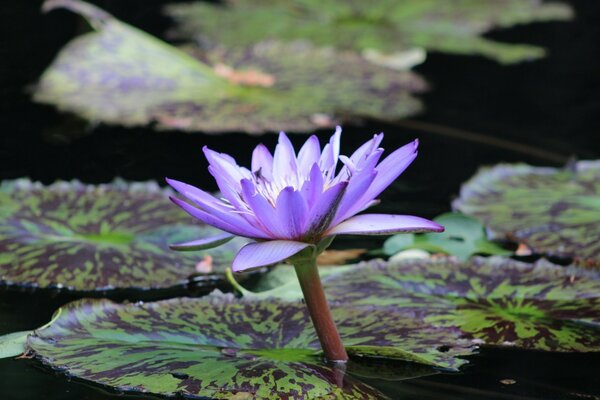 Beautiful lotus in the pool