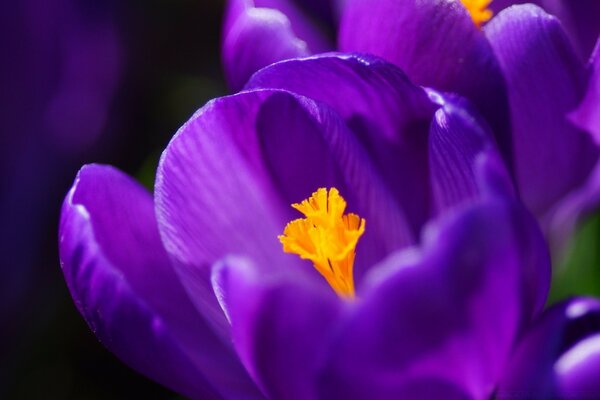 Flor de contraste, púrpura y amarillo