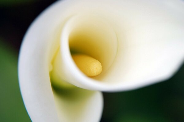 Blurry photo of a white flower