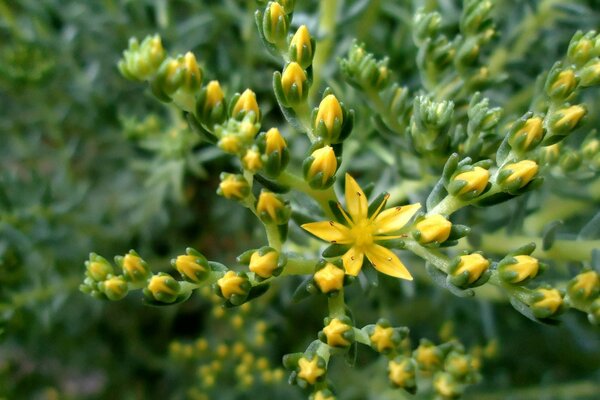 Touching yellow flowers are blooming