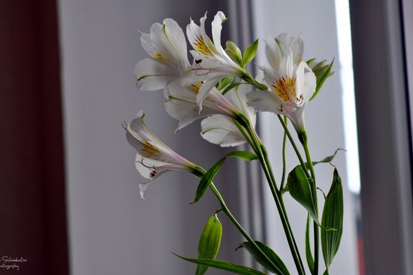 Bouquet of lilies at home in a vase