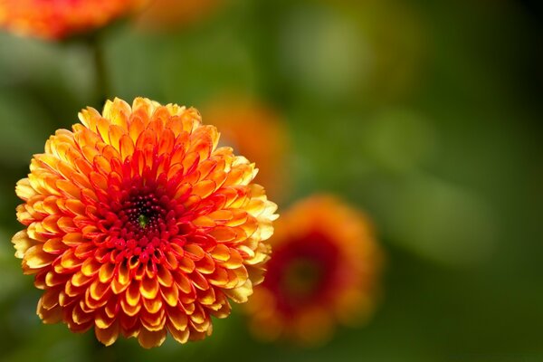 Flowers in summer in nature-flora