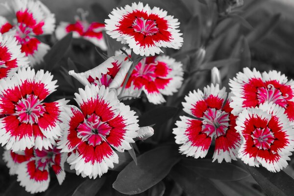 Red and white carnations with monochrome background