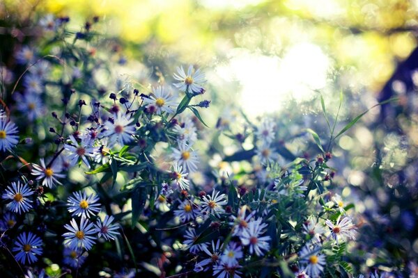 Jardín de verano, hermosas flores