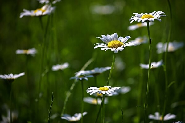 Camomille d été parmi l herbe