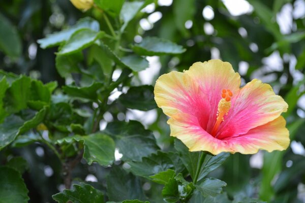 Macro photography. A flower with beautiful petals