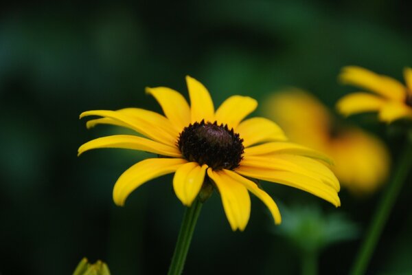 Makroaufnahme einer gelben Blume am Stiel