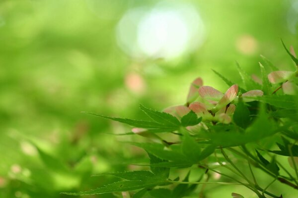 Feuille verte sur fond flou