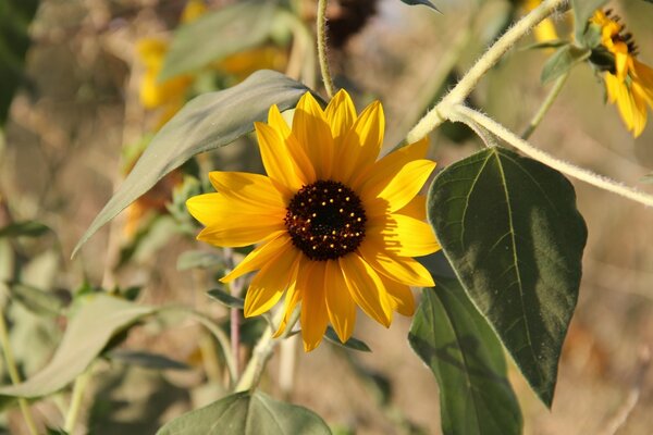 Affascinante fiore soleggiato