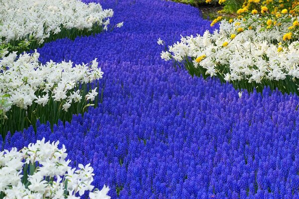 Champ de fleurs dans la nature